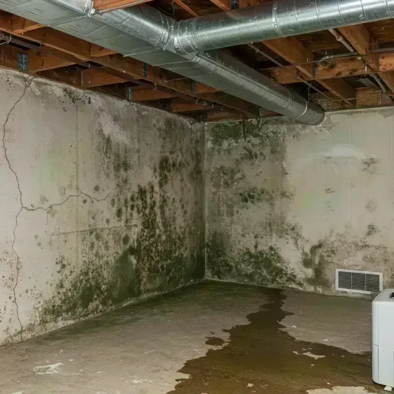 Professional Mold Removal in Elvins, MO